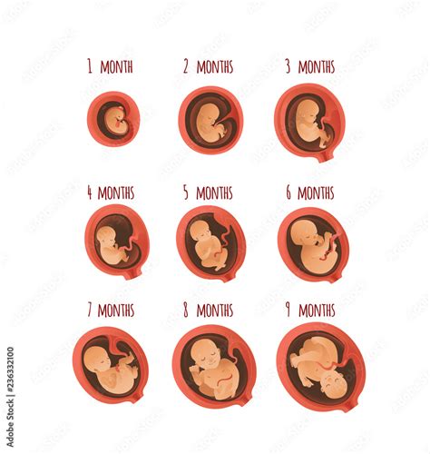 embryo development month stages vector illustration set isolated on white background process