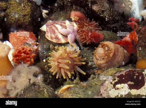 Sea Anemones In St Lawrence Marine Habitat At Biodome De Montreal Stock