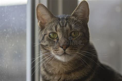 Domestic Marble Cat Portrait Eye Contact Cute Kitty Face Curious