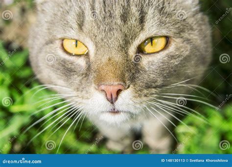 Cat Striped Stand On Green Grass In Summer7103 Stock Image Image Of