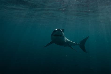 Shark Week Set To Make Huge Waves With Jason Momoa As The 2023 Host