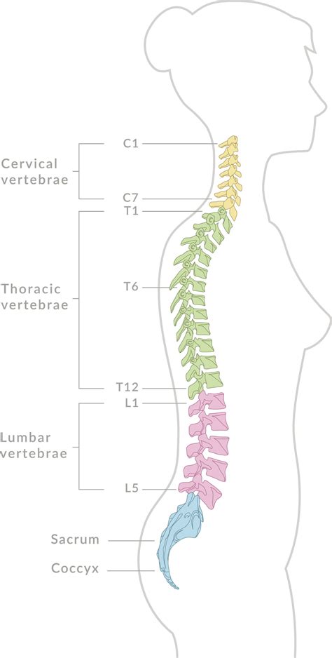 The axial skeleton and the appendicular skeleton. How Many Vertebrae Does a Human Being Have? Test What You ...