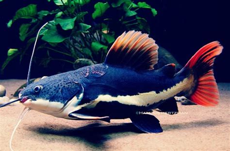 Mengenal boraras maculantus, ikan hias air tawar yang cocok untuk aquascape. 17 Jenis Ikan Predator Air Tawar Dan Harganya Lengkap ...