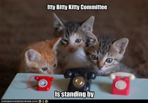 Itty Bitty Kitty Committee On Tumblr