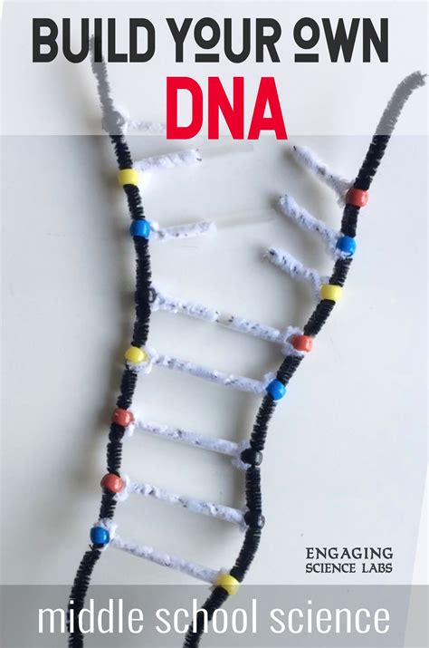 Genetics Dna Replication And Structure Activity—a Hands On Model Dna