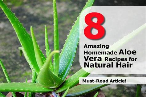 Aloe vera has been used for centuries as a remedy to soothe burns, dry skin, and as an ingredient in beauty products. 8 Amazing Homemade Aloe Vera Recipes for Natural Hair