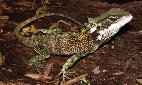 Three New Lizards Found In Threatened South American Rainforests