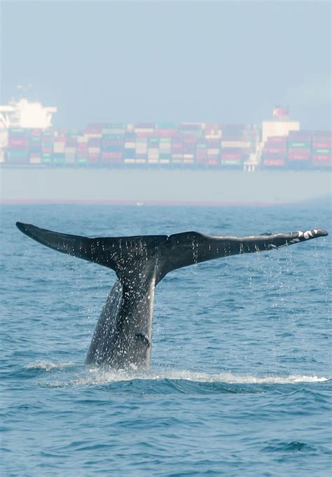 Liberty Science Center Blue Whales 3d
