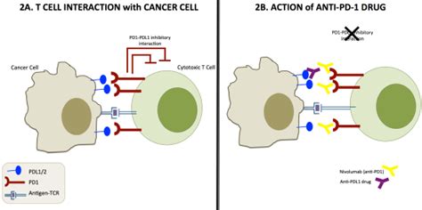 Blocking The Brakes Helping Your Immune System Battle Cancer Science