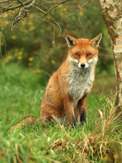 Red Fox Vulpes Vulpes Red Fox In Winter Coat British Wildlife