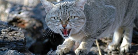 The Domestication Of The African Wild Cat Travel News