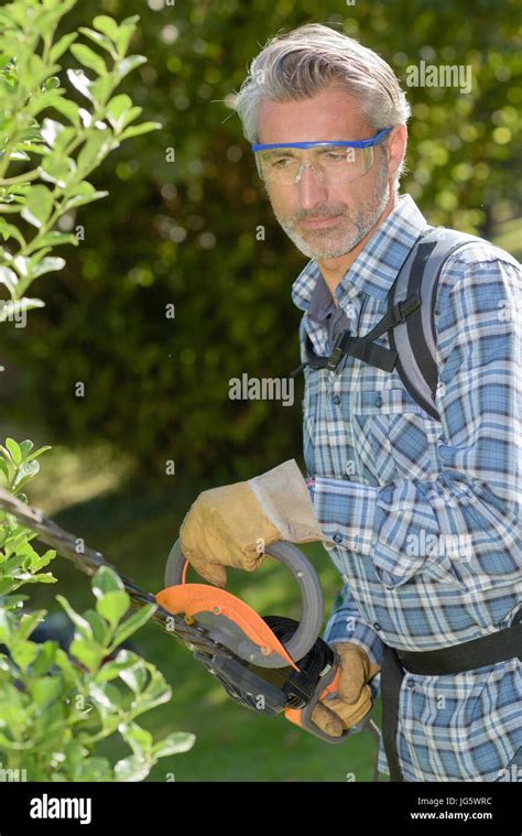 Professional Gardener Trimming Hedge Stock Photo Alamy