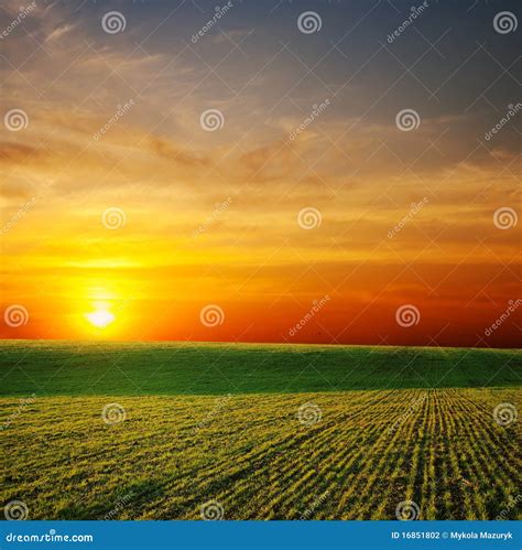 Sunrays Over Green Field Stock Photo Image Of Nature 16851802