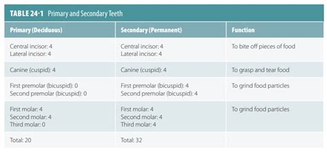 Teeth Structure Function Disease Anatomy And Physiology