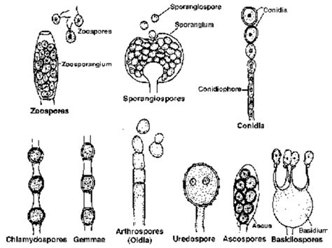 Kingdom Fungi Theory Notes For Class 11physics Wallah