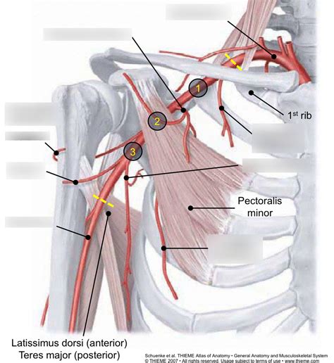 Axillary Artery And Branches Diagram Quizlet