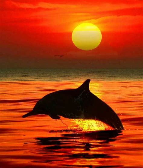Dolphin At Sunset Dolphins Ocean Beautiful Sunset