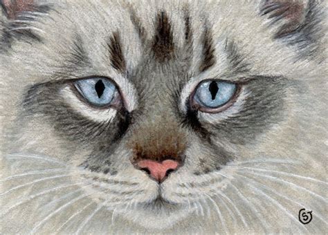 Aceo Cat Ragdoll Seal Lynx Colored Pencil Painting Original Art Sherry