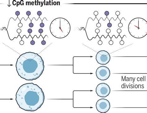 Epigenetic Clocks Aging And Cancer Science