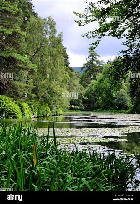 Faskally Woods Scotland Hi Res Stock Photography And Images Alamy