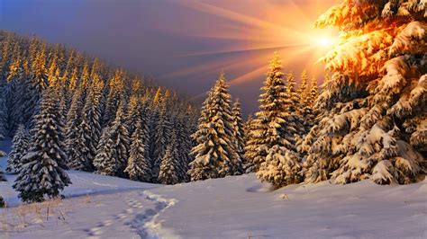 Wallpaper Sunlight Forest Sunset Nature Snow Winter Branch