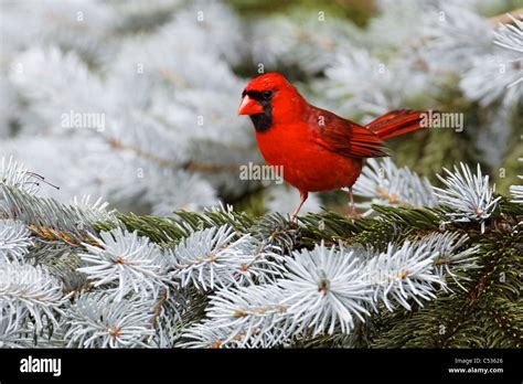 Northern Cardinal Cardinalis Cardinalis Stock Photo Alamy