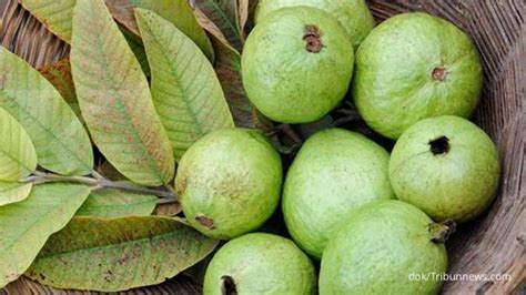 Gambar Buah Buahan Tanpa Warna - Alfie Stephens