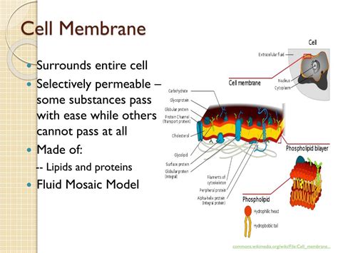 Therefore, yes, cheek cells do contain membrane bound organelles. PPT - Cell Structure and Function PowerPoint Presentation ...