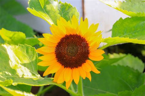 Sunflowers Yellow Blooming Close Up In Garden Flower Beautiful Stock