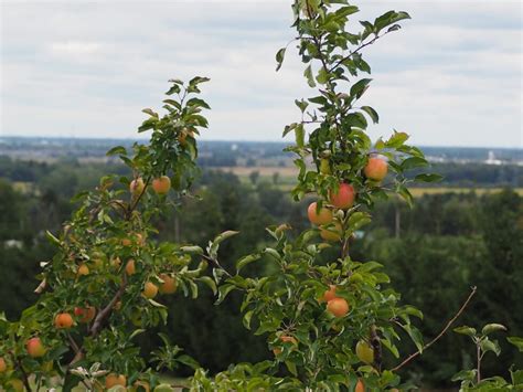 The Best Varieties Of Apricots Trees To Grow Covet Garden