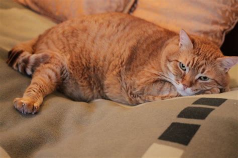 Sobrepeso Y Obesidad En Gatos Síntomas Consecuencias Y Tratamiento