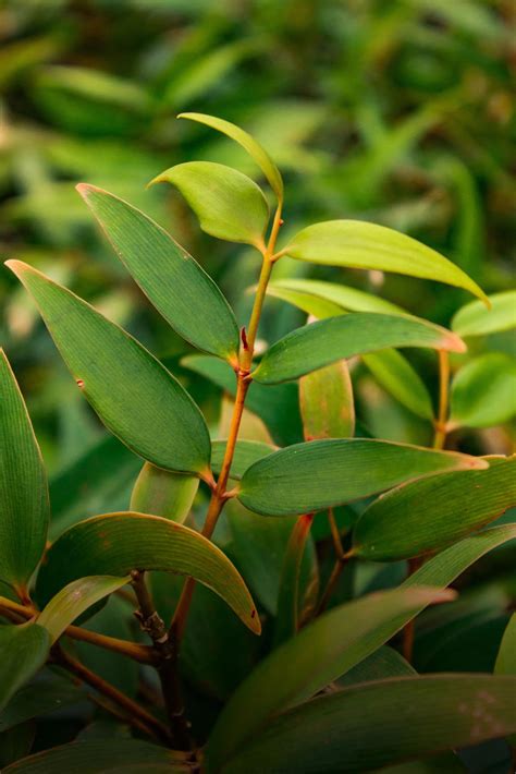 Damar (Agathis dammara) - Trees4Trees - tree planting | donate trees