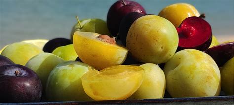 La Prune Un Fruit Savoureux Aux Bienfaits Multiples Novotel Thalassa