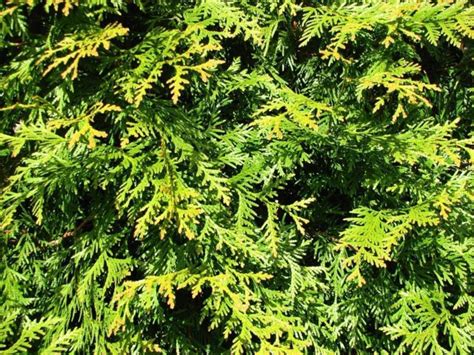 Green giant arborvitae (thuja x 'green giant') is a hybrid with extreme vigor! Thuja 'Green Giant' - Green Giant arborvitae, Green Giant ...