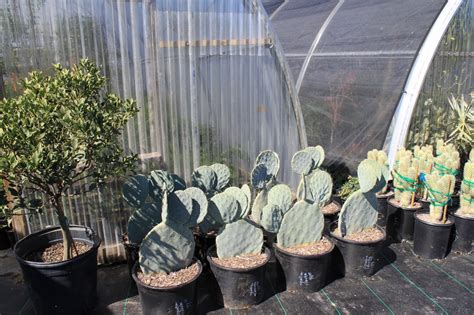 Open and closed eye visuals; Rock-Oak-Deer: Visiting Vivero Growers