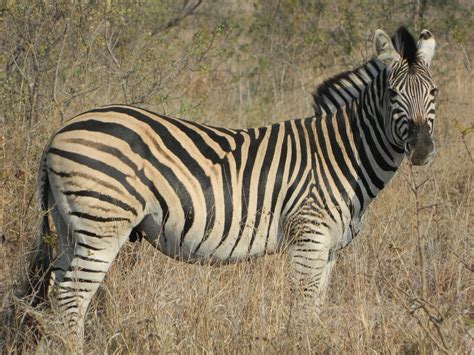 Zebrasouth Africawild Lifesavannahstriped Fur Free Image From