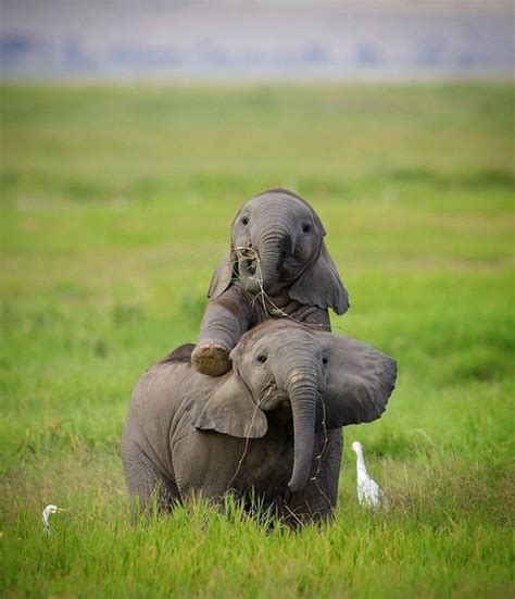 Pin By June Craig On Best Photo Tmh Baby Elephants Playing Baby
