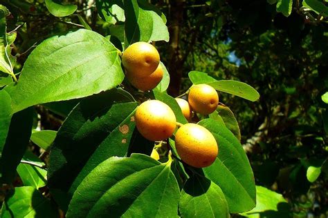 Juazeiro juazeiro é um município brasileiro do estado da bahia. Chá de juá - o que é, benefícios e como usar | Cura Natural
