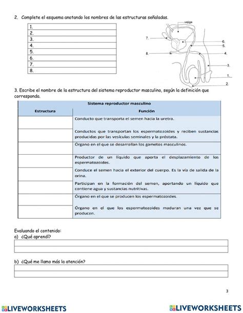 Pdf Online Activity Aparato Reproductor Masculino Live Worksheets