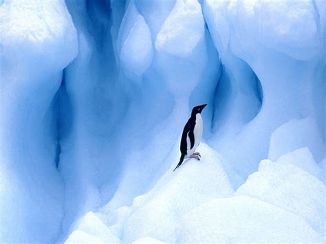 Penguin Wallpapers Hd Wallpapers Id 5067