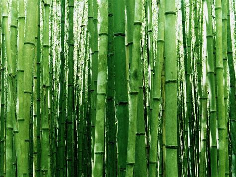 Wallpapersbabes Bamboo Wallpaper