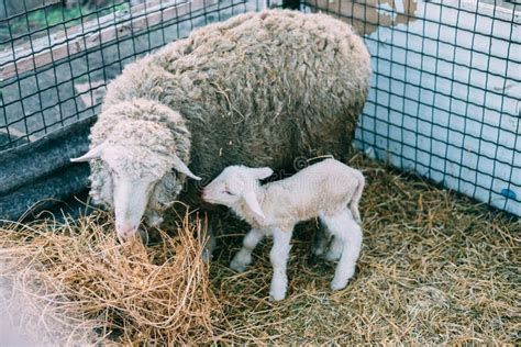 The Sheep Gave Birth To A Small Lamb Stock Image Image Of Sheep