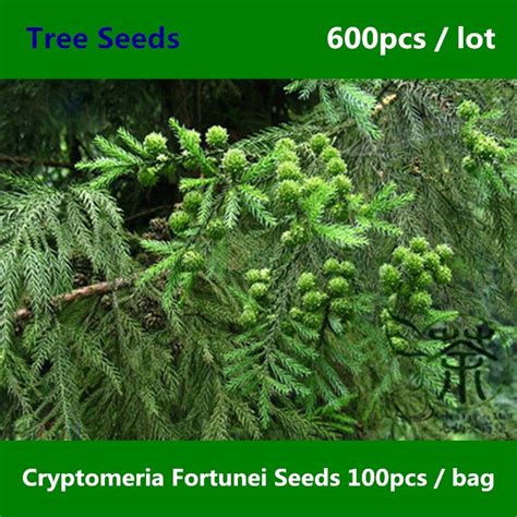 Chinese Endemic Species Cryptomeria Fortunei 600pcs Pretty