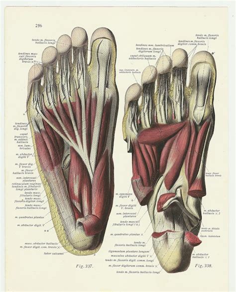 Items Similar To Medical Anatomical Illustration Print Feet Leg