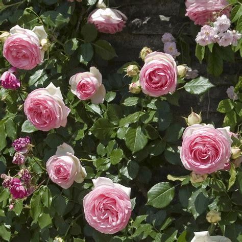 Picnic Apropo Snazzy Trandafir Catarator Eden Rose Împrumuta Minuscul
