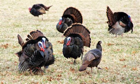 help masswildlife count turkeys the martha s vineyard times