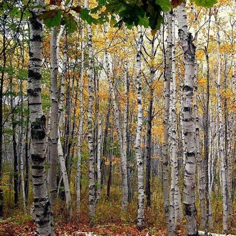 White Birch Tree Seeds Betula Papyrifera Packet Of 20 Seeds Etsy In