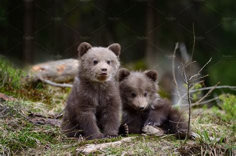 Bear Cub Stock Photo Containing Bear And Animal Animal Stock Photos