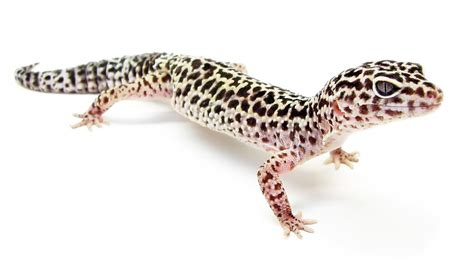 Leopard Gecko Wikipedia