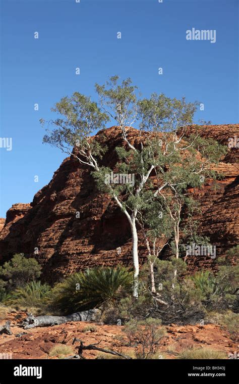Kings Canyon National Park Northern Territory Stock Photo Alamy